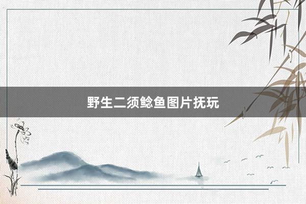 野生二须鲶鱼图片抚玩